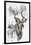 Kudu-Barbara Keith-Framed Giclee Print