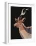 Kudu-Rebekah Ewer-Framed Art Print