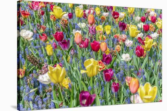 Kuekenhof Tulips I-Richard Silver-Stretched Canvas