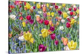 Kuekenhof Tulips I-Richard Silver-Stretched Canvas