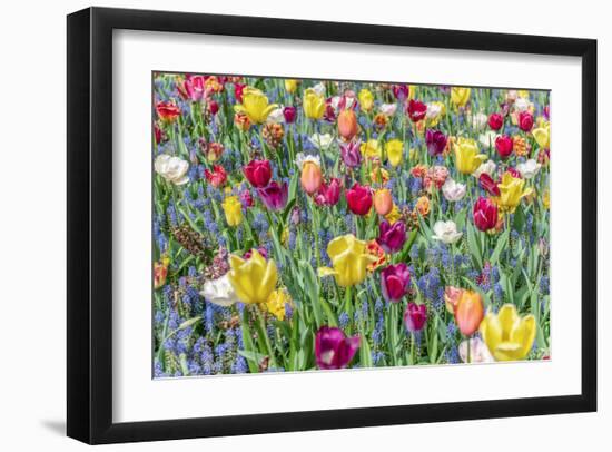 Kuekenhof Tulips I-Richard Silver-Framed Art Print