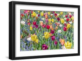 Kuekenhof Tulips I-Richard Silver-Framed Art Print