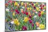 Kuekenhof Tulips I-Richard Silver-Mounted Art Print