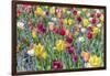 Kuekenhof Tulips I-Richard Silver-Framed Art Print