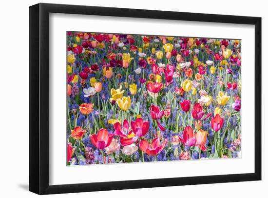 Kuekenhof Tulips II-Richard Silver-Framed Art Print