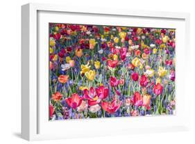 Kuekenhof Tulips II-Richard Silver-Framed Art Print