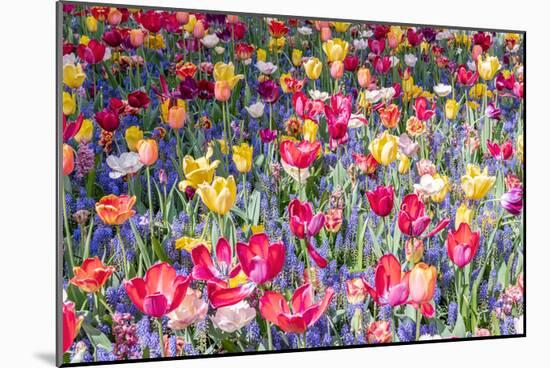 Kuekenhof Tulips II-Richard Silver-Mounted Art Print