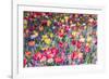 Kuekenhof Tulips II-Richard Silver-Framed Art Print