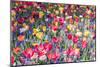 Kuekenhof Tulips II-Richard Silver-Mounted Premium Giclee Print