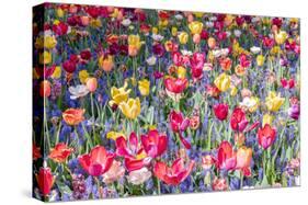 Kuekenhof Tulips II-Richard Silver-Stretched Canvas