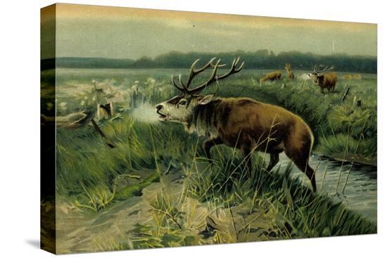 Stretched Canvas Print, , large