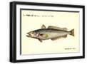 Black Frame