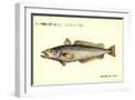 White Frame