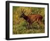 Künstler Heinrich Schütz, Hirsch Läuft Durch Gräser-null-Framed Giclee Print