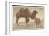 Künstler Swildens, Zwei Kamele, Junges, Zwei Buckel-null-Framed Giclee Print