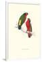 Kuhl's Parakeet - Vini Kuhli-Edward Lear-Framed Art Print