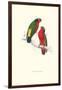 Kuhl's Parakeet - Vini Kuhli-Edward Lear-Framed Art Print