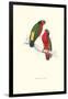 Kuhl's Parakeet - Vini Kuhli-Edward Lear-Framed Art Print