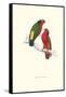 Kuhl's Parakeet - Vini Kuhli-Edward Lear-Framed Stretched Canvas