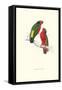 Kuhl's Parakeet - Vini Kuhli-Edward Lear-Framed Stretched Canvas