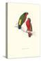 Kuhl's Parakeet - Vini Kuhli-Edward Lear-Stretched Canvas