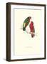 Kuhl's Parakeet - Vini Kuhli-Edward Lear-Framed Art Print