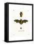 Kuhl's Pipistrelle-null-Framed Stretched Canvas