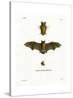 Kuhl's Pipistrelle-null-Stretched Canvas