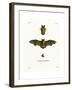 Kuhl's Pipistrelle-null-Framed Giclee Print