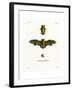 Kuhl's Pipistrelle-null-Framed Giclee Print