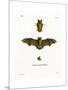 Kuhl's Pipistrelle-null-Mounted Giclee Print
