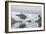 Kujatdeleq Glacier, Prins Christian Sund, southern Greenland, Polar Regions-Tony Waltham-Framed Photographic Print