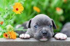 Tiny and Charming New Born Puppy of the American Bully Dog Breed (Bulldog).-Kukurund-Framed Photographic Print