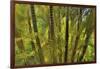 Kula Botanical Gardens, Upcountry, Maui, Hawaii.-Darrell Gulin-Framed Photographic Print