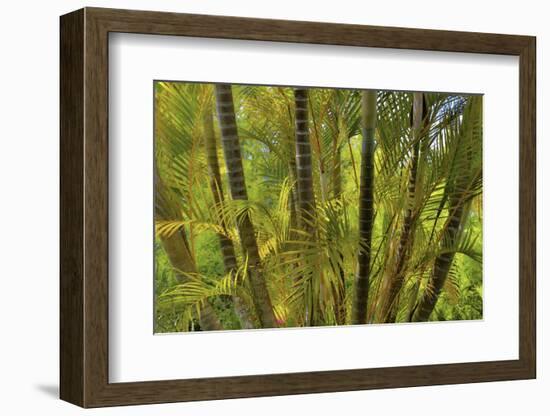 Kula Botanical Gardens, Upcountry, Maui, Hawaii.-Darrell Gulin-Framed Photographic Print