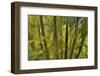 Kula Botanical Gardens, Upcountry, Maui, Hawaii.-Darrell Gulin-Framed Photographic Print