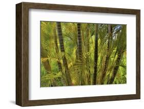 Kula Botanical Gardens, Upcountry, Maui, Hawaii.-Darrell Gulin-Framed Photographic Print