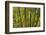 Kula Botanical Gardens, Upcountry, Maui, Hawaii.-Darrell Gulin-Framed Photographic Print