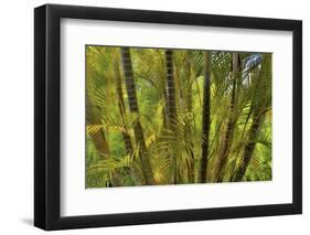 Kula Botanical Gardens, Upcountry, Maui, Hawaii.-Darrell Gulin-Framed Photographic Print