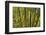 Kula Botanical Gardens, Upcountry, Maui, Hawaii.-Darrell Gulin-Framed Photographic Print