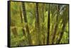 Kula Botanical Gardens, Upcountry, Maui, Hawaii.-Darrell Gulin-Framed Stretched Canvas