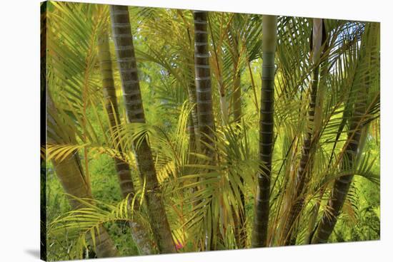 Kula Botanical Gardens, Upcountry, Maui, Hawaii.-Darrell Gulin-Stretched Canvas