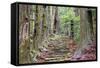 Kumano Kodo at Daimon-Zaka, a Sacred Trail Designated as a UNESCO World Heritage Site in Nachi, Wak-SeanPavonePhoto-Framed Stretched Canvas