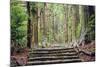 Kumano Kodo at Daimon-Zaka, a Sacred Trail Designated as a UNESCO World Heritage Site in Nachi, Wak-SeanPavonePhoto-Mounted Photographic Print