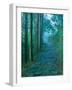 Kumano Road, Nakanohechi, Wakayama, Japan-Rob Tilley-Framed Photographic Print