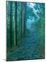 Kumano Road, Nakanohechi, Wakayama, Japan-Rob Tilley-Mounted Photographic Print