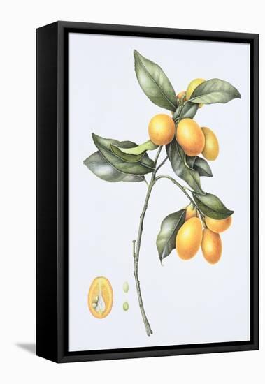 Kumquat, 1996-Margaret Ann Eden-Framed Stretched Canvas