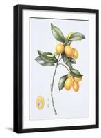 Kumquat, 1996-Margaret Ann Eden-Framed Giclee Print