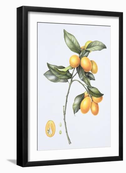 Kumquat, 1996-Margaret Ann Eden-Framed Giclee Print