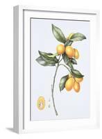 Kumquat, 1996-Margaret Ann Eden-Framed Giclee Print